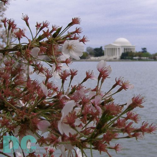 Wednesday, 10:00 am EST, April 13, 2005, Cherry Blossom View of the Jefferson Memorial. Chilly. Flower petals have dropped. Cherry red stamens are exposed.