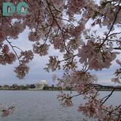 Wednesday, 10:00 am EST, April 13, 2005, Cherry Blossom View of the Jefferson Memorial. Chilly. Final Stage of Flower Bloom. Leaf petals forming.