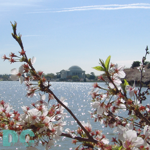 Wednesday, 10:00 am EST, April 13, 2005, Cherry Blossom View of the Jefferson Memorial. Chilly. Final Stage of Flower Bloom. Leaf petals forming.
