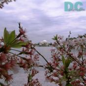 Tuesday, 4:20 pm EST, April 12, 2005, Cherry Blossom View of the Jefferson Memorial. Chilly. Final Stage of Flower Bloom
