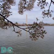 Tuesday, 4:20 pm EST, April 12, 2005, Cherry Blossom View of the Washington Monument. Chilly. Final Stage of Flower Bloom
