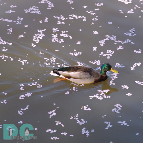 Monday, 9:20 am EST, April 11, 2005, Mallard duck swimming over cherry blossom petals.
