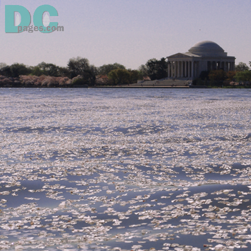 Monday, 9:20 am EST, April 11, 2005, Cherry Blossom floating in the Jefferson Tidal Basin. Sunny with a crisp breeze. Third Stage of Flower Bloom