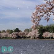 Monday, 9:20 am EST, April 11, 2005, Cherry Blossom petals flurring across the Jefferson Tidal Basin. Sunny with a crisp breeze. Third Stage of Flower Bloom