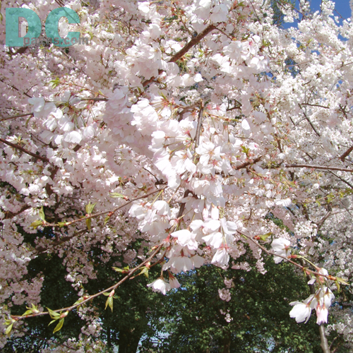 Monday, 9:20 am EST, April 11, 2005, Cherry Blossom Flowers. Sunny with a crisp breeze. Third Stage of Flower Bloom