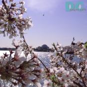 Monday, 9:20 am EST, April 11, 2005, Cherry Blossom View of the Jefferson Memorial. Sunny with a crisp breeze. Third Stage of Flower Bloom