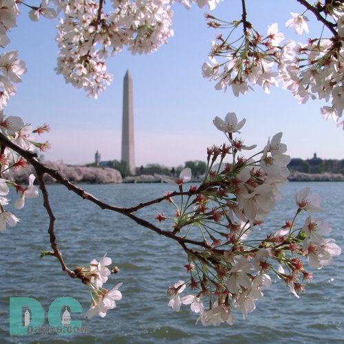 Monday, 9:20 am EST, April 11, 2005, Cherry Blossom View of the Washington Monument. Clear Skies. Third Stage of Flower Bloom