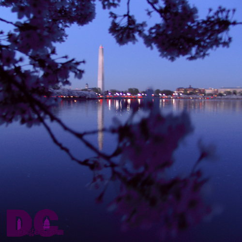 Sunday, 8:30 pm EST, April 10, 2005, Cherry Blossom View of the Washington Monument. Clear Skies. Third Stage of Flower Bloom
