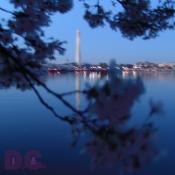 Sunday, 8:30 pm EST, April 10, 2005, Cherry Blossom View of the Washington Monument. Clear Skies. Third Stage of Flower Bloom