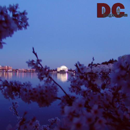 Sunday, 8:30 pm EST, April 10, 2005, Cherry Blossom View of the Jefferson Memorial. Clear Skies. Third Stage of Flower Bloom
