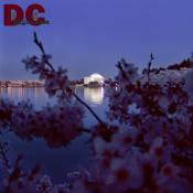 Sunday, 8:30 pm EST, April 10, 2005, Cherry Blossom View of the Jefferson Memorial. Clear and Sunny. Third Stage of Flower Bloom