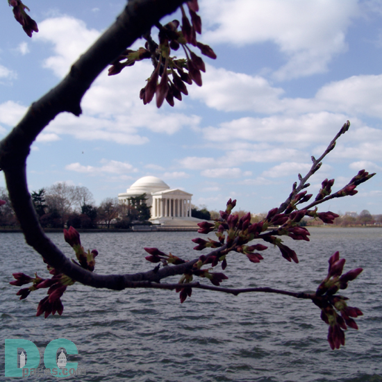 Wednesday, 9:30 am EST, March 22, 2006, Cherry Blossom View of the Jefferson Memorial. Scattered Clouds. Florets Visible