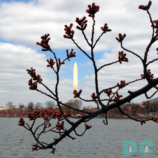 Thursday, 9:45 am EST, March 23, 2006, Cherry Blossom View of the Washington Monument. Scattered Clouds. Florets Visible