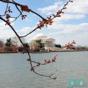 Thursday, 9:45 am EST, March 23, 2006, Cherry Blossom View of the Jefferson Memorial. Scattered Clouds. Florets Visible