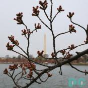 Friday, 10:00 am EST, March 24, 2006, Cherry Blossom View of the Washington Monument. Slight overcast. Florets Visible.