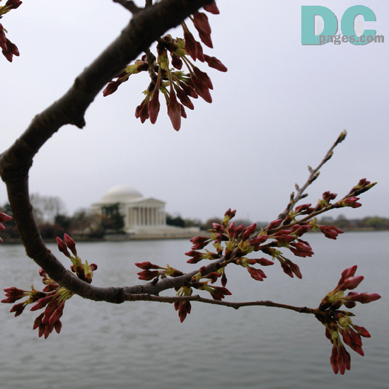 Friday, 10:00 am EST, March 24, 2006, Cherry Blossom View of the Jefferson Memorial. Slight overcast. Extension of Florets.