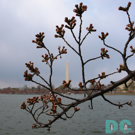 Saturday, 3:30 pm EST, March 25, 2006, Cherry Blossom View of the Washington Monument. Scattered showers. Extension of Florets.