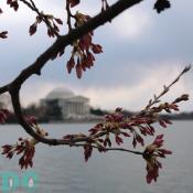 Saturday, 3:30 pm EST, March 25, 2006, Cherry Blossom View of the Jefferson Memorial. Scattered showers. Extension of Florets.