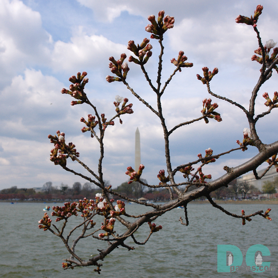 Sunday, 3:00 pm EST, March 26, 2006, Cherry Blossom View of the Washington Monument. Cloudy. Extension of Florets.