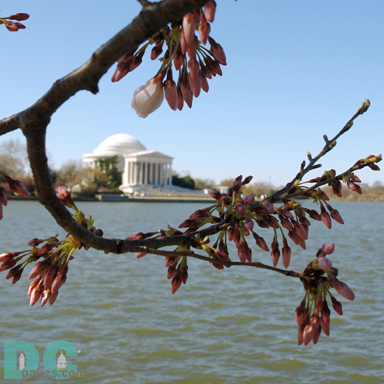 Monday, 9:30 am EST, March 27, 2006, Cherry Blossom View of the Jefferson Memorial. Clear Skies and light winds. Extension of Florets.

