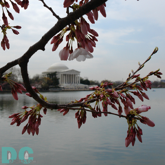 Tuesday, 10:30 am EST, March 28, 2006, Cherry Blossom View of the Jefferson memorial. Calm and brisk. Extension of Florets