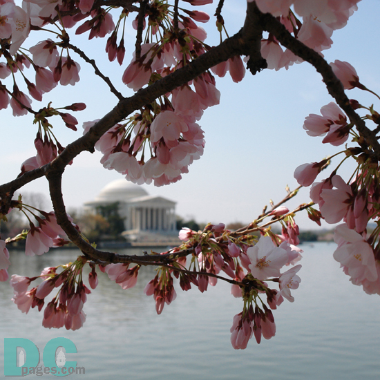 FIRST CHERRY BLOSSOMS! Located on Northeastern part of Tidal Basin. Wednesday, 10:30 am EST, March 29, 2006, Cherry Blossom View of the Jefferson Memorial. Clear skies with light winds. Extension of Florets.