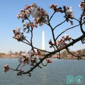 FIRST CHERRY BLOSSOMS! Located on Northeastern part of Tidal Basin. Wednesday, 10:30 am EST, March 29, 2006, Cherry Blossom View of the Washington Monument. Clear skies with light winds. Extension of Florets. Broken tree limb is still alive.