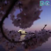 7:45 pm EST, March 30, 2006, Cherry Blossom View of the Jefferson Memorial. Clear skies and perfect temperature of 72 degrees Farenheit. First Stage of Flower Bloom. 