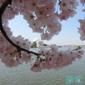 9:15 am EST, March 31, 2006, Cherry Blossom View of the Jefferson Memorial. Clear skies and perfect temperature of 72 degrees Farenheit. Second Stage of Flower Bloom.
