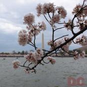 12:15 pm EST, April 01, 2006, Cherry Blossom View of the Washington Monument. Cloudy and Windy. Second Stage of Flower Bloom.