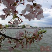12:15 pm EST, April 01, 2006, Cherry Blossom View of the Jefferson Memorial. Cloudy and Windy. Third Stage of Flower Bloom.