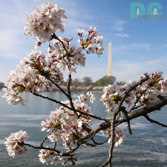 Sunday, 12:00 pm EST, April 2, 2006, Cherry Blossom View of the Washington Monument. Clear and Sunny. Third Stage of Flower Bloom.