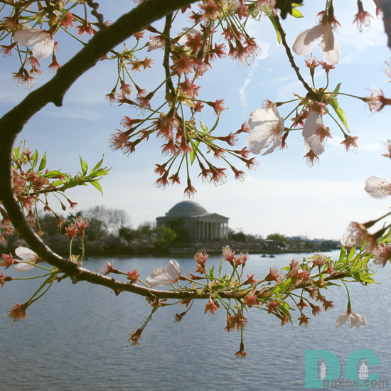 Sunday, 12:00 pm EST, April 2, 2006, Cherry Blossom View of the Jefferson Memorial. Clear and Sunny. Third Stage of Flower Bloom.